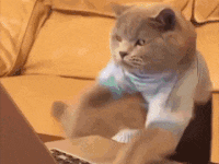 yas-cat-gif-1.gif
